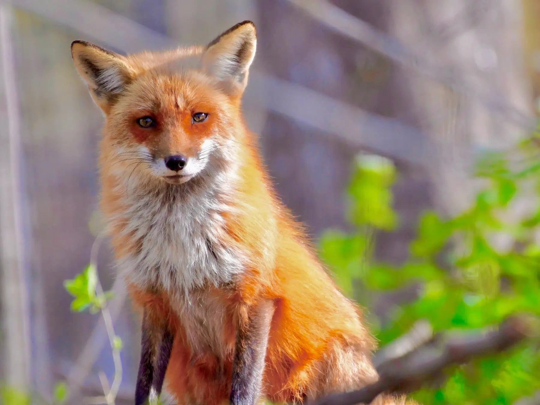 fox cubs born at riverside nursery