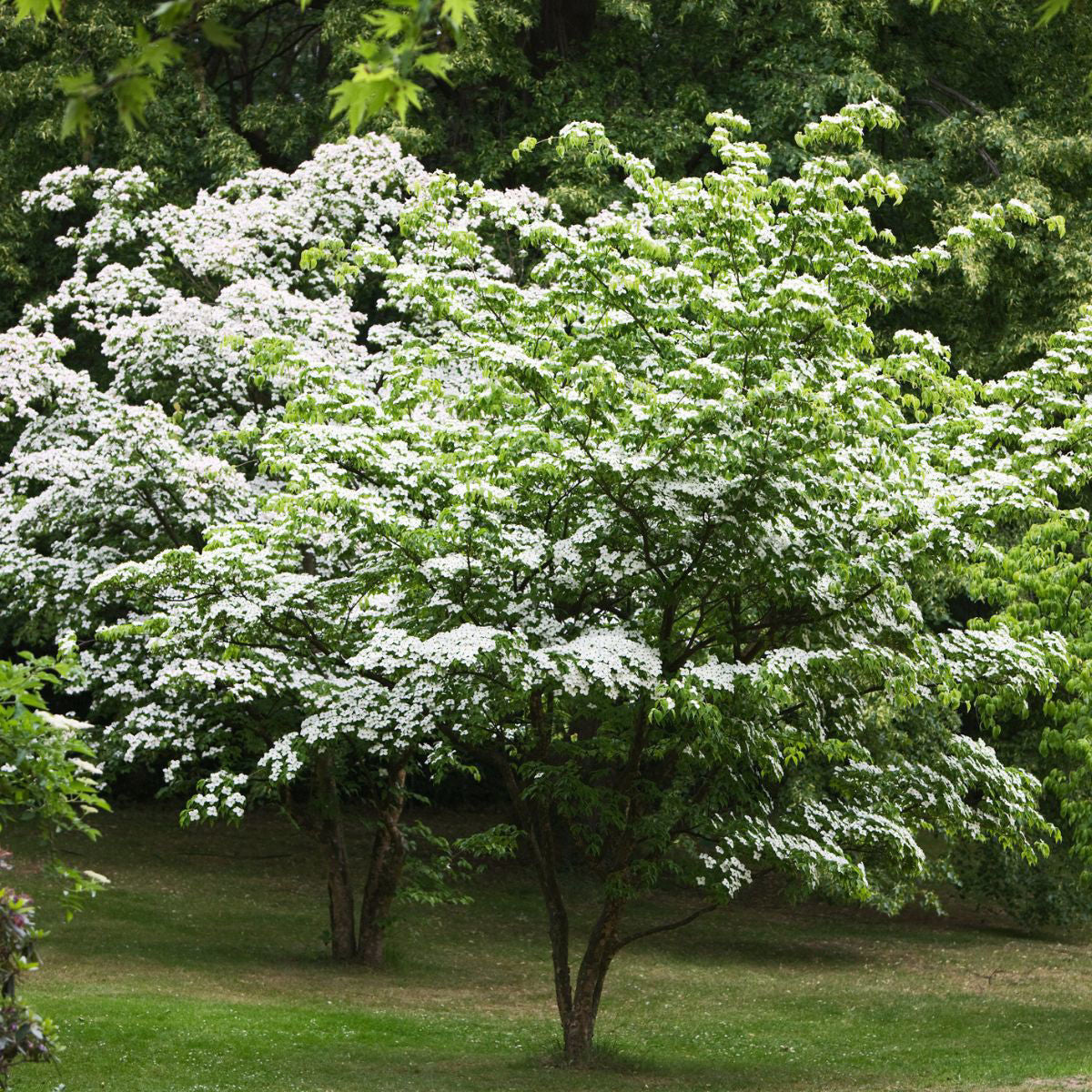 Kousa Dogwood