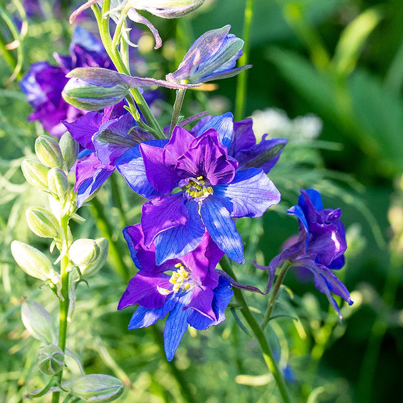 Larkspur