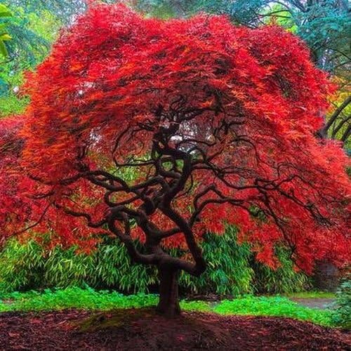 Japanese Maple