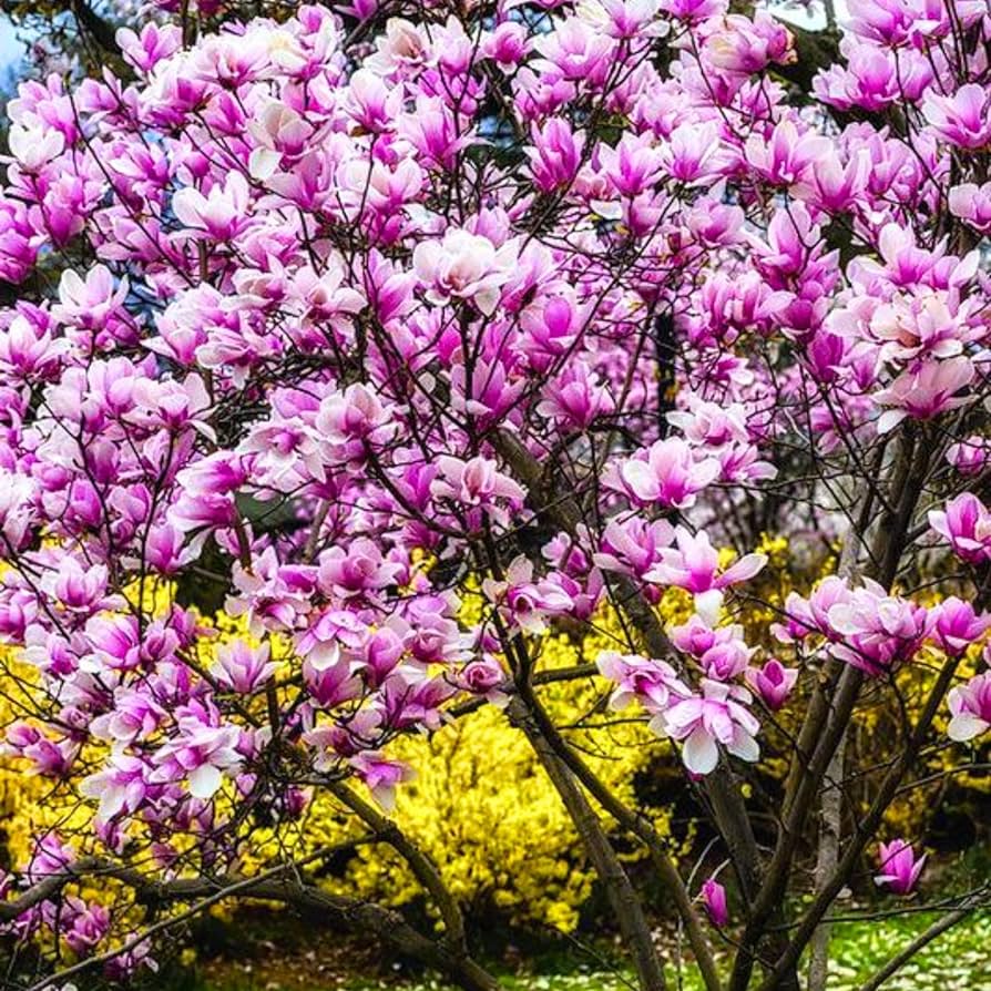 Árbol de magnolia