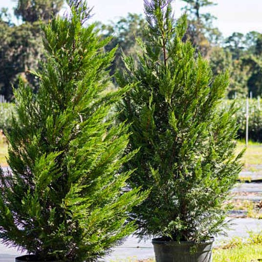 Leyland Cypress