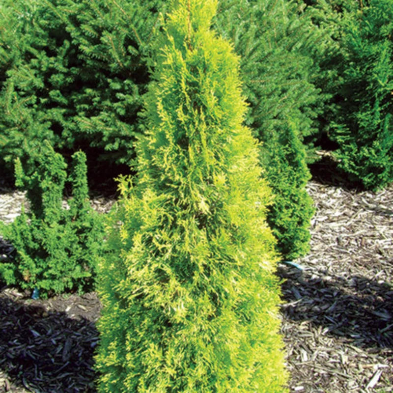 Arborvitae, Elegantissima