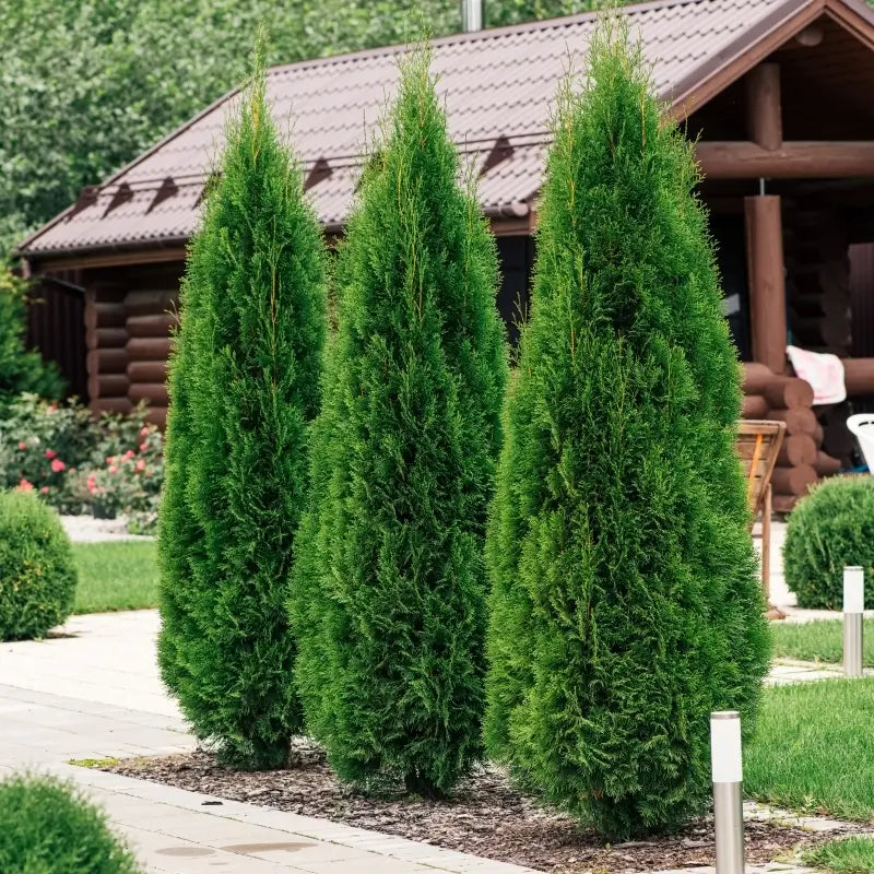 Arborvitae Emerald Green