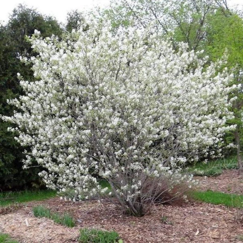 Serviceberry