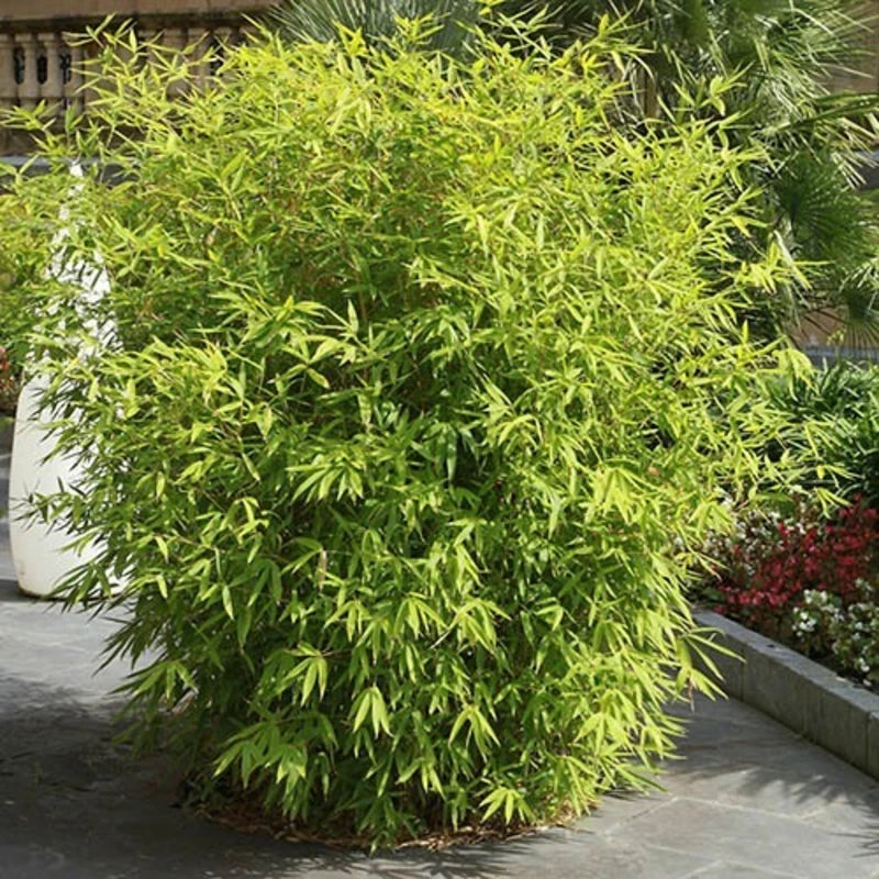 Bamboo Fargesia &#39;Rufa&#39;