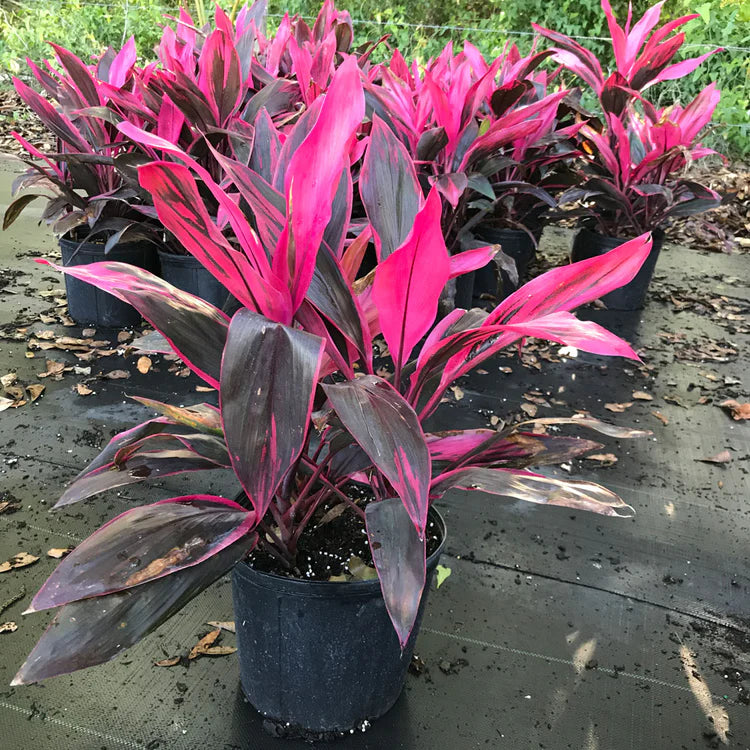 Cordyline