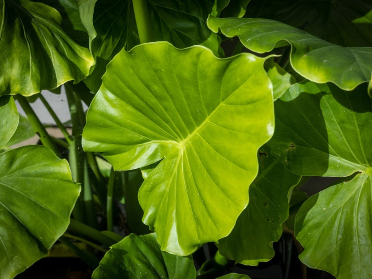 Elephant Ear