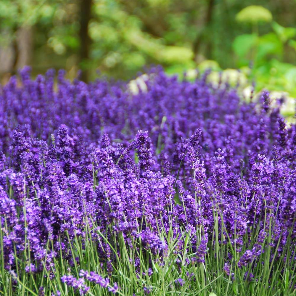 Lavanda inglesa de Hidcote