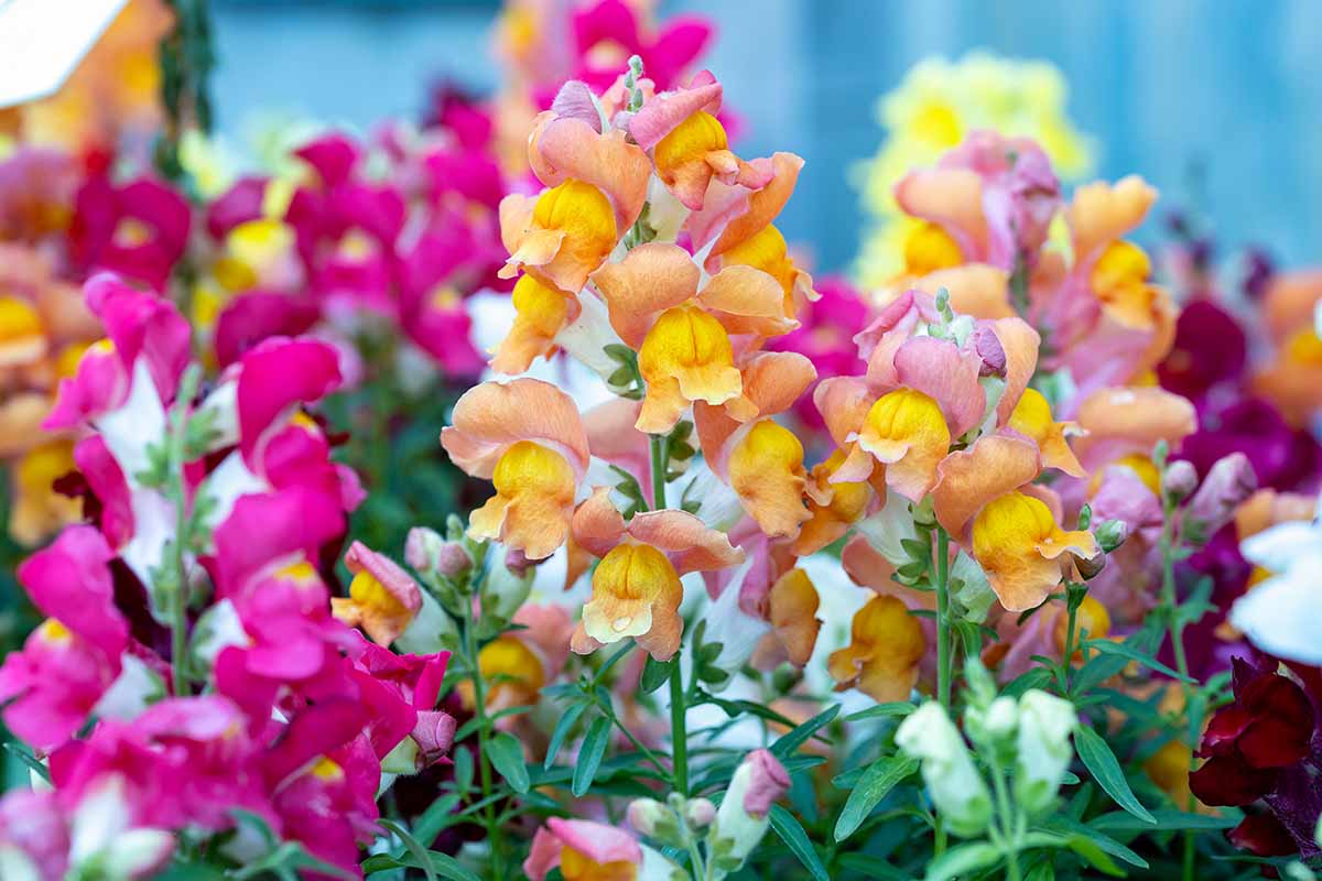 Snapdragons