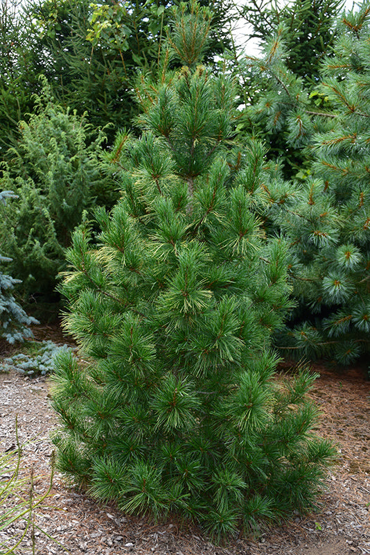 Eastern White Pine