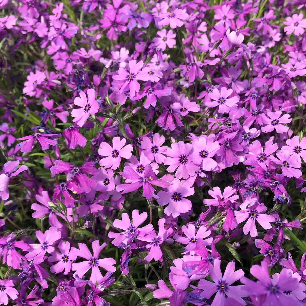 Phlox rastrero de belleza púrpura