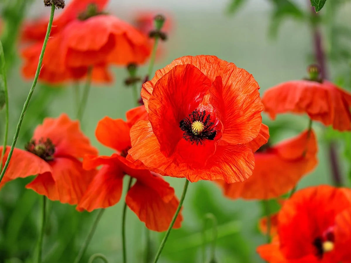 Poppies