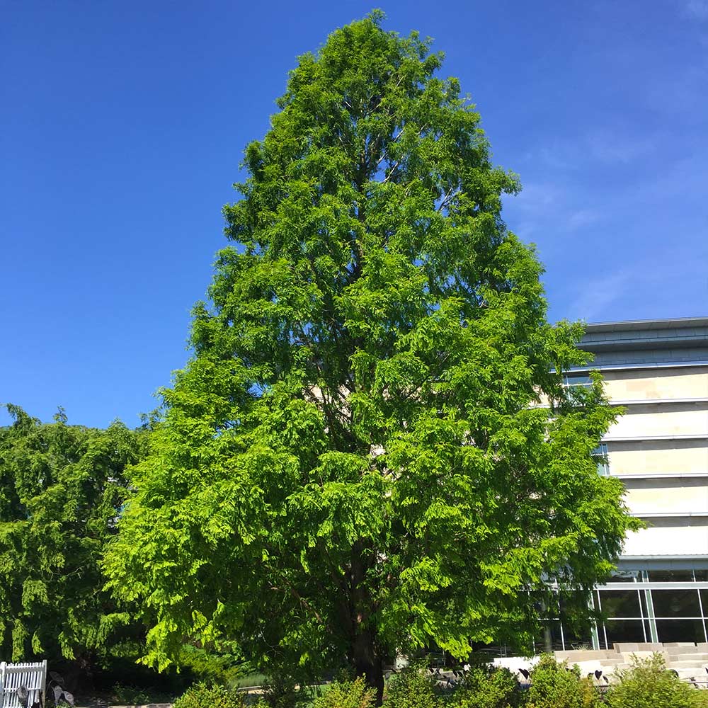 Dawn Redwood