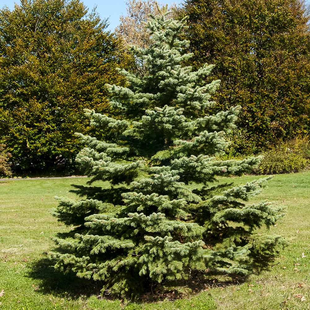 White Spruce