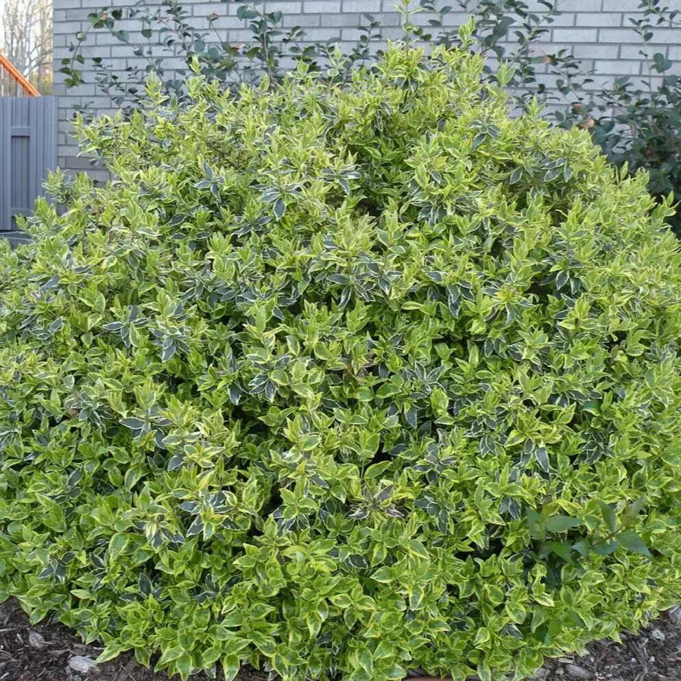 Abelia &#39;Radiance&#39; 