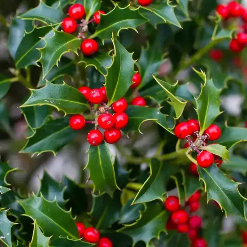 american holly