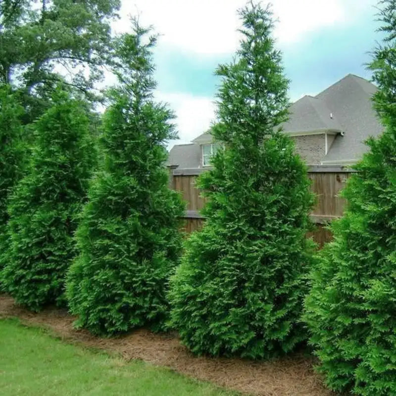 Arborvitae Green Giant