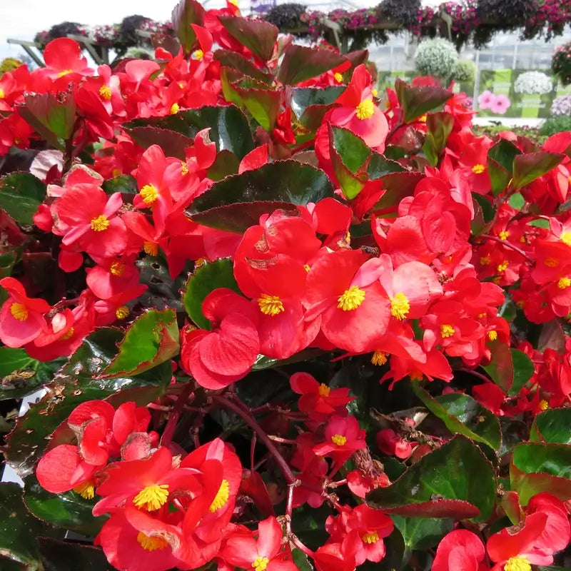 begonia