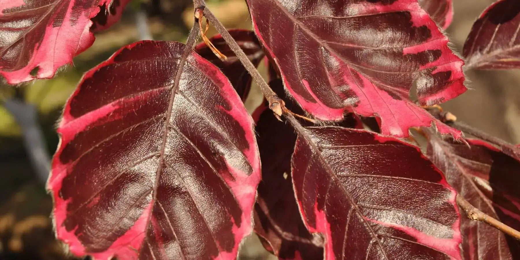 bergen county's largest plant nursery