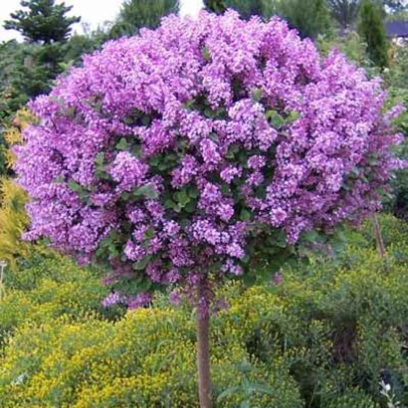 Árbol de lilas