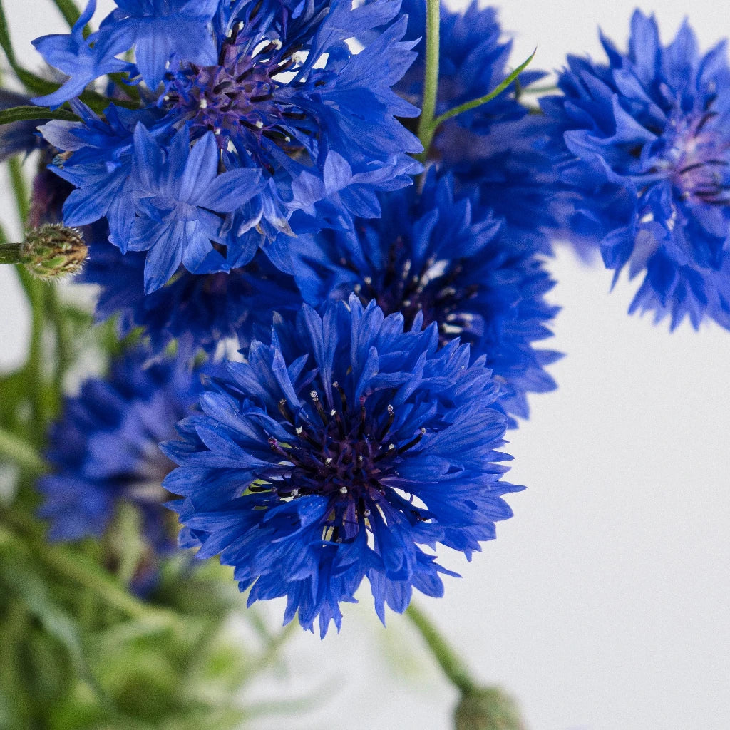 Cornflowers