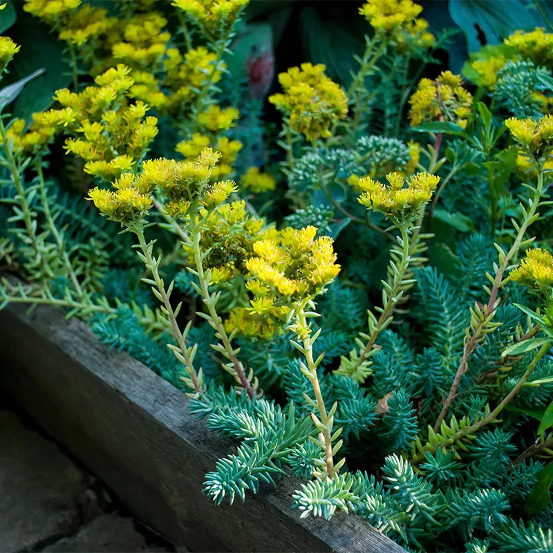 blue spruce sedum