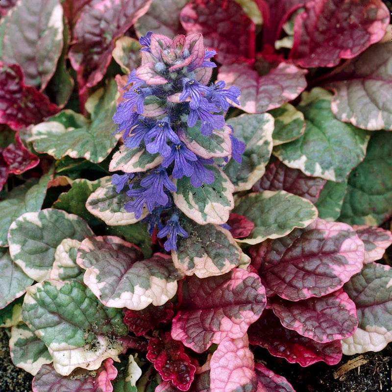 burgandy glow ajuga