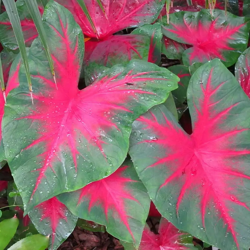 caladium