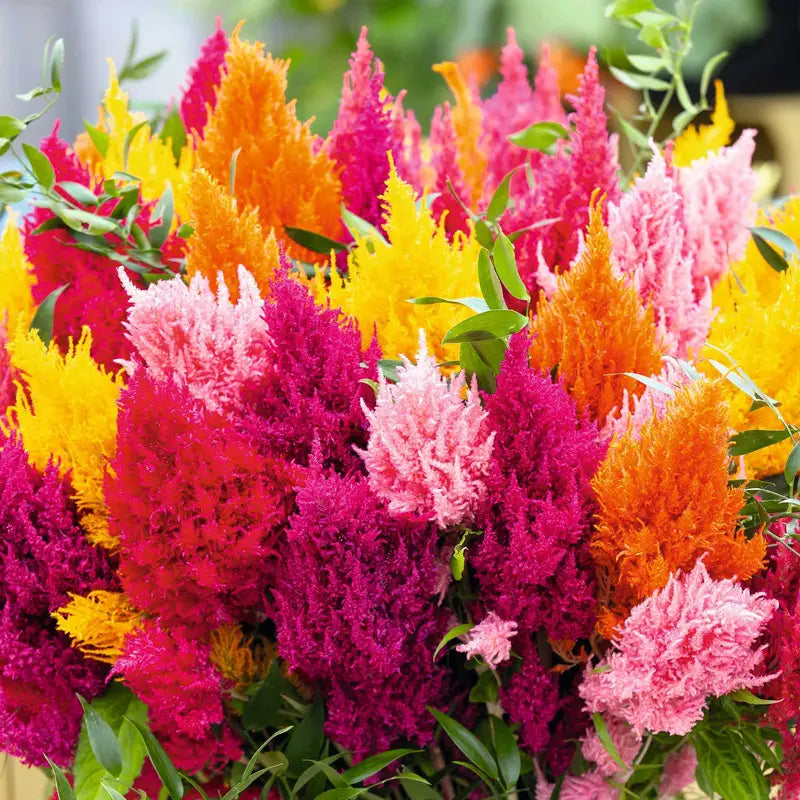 celosia