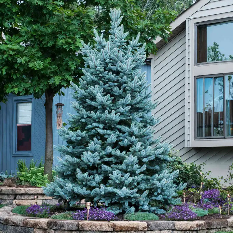 colorado blue spruce