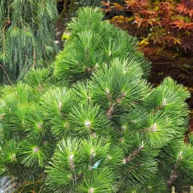 dwarf black pine