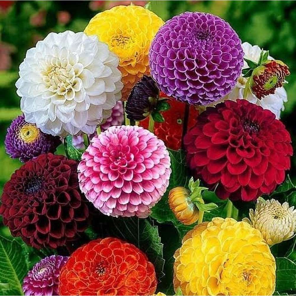 Dahlias