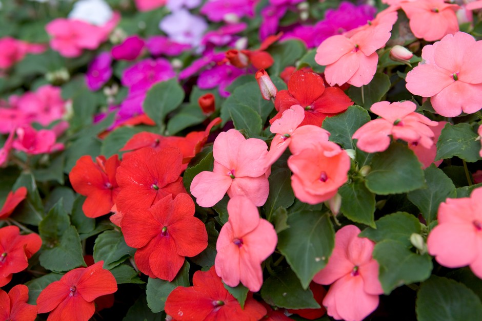 Impatiens