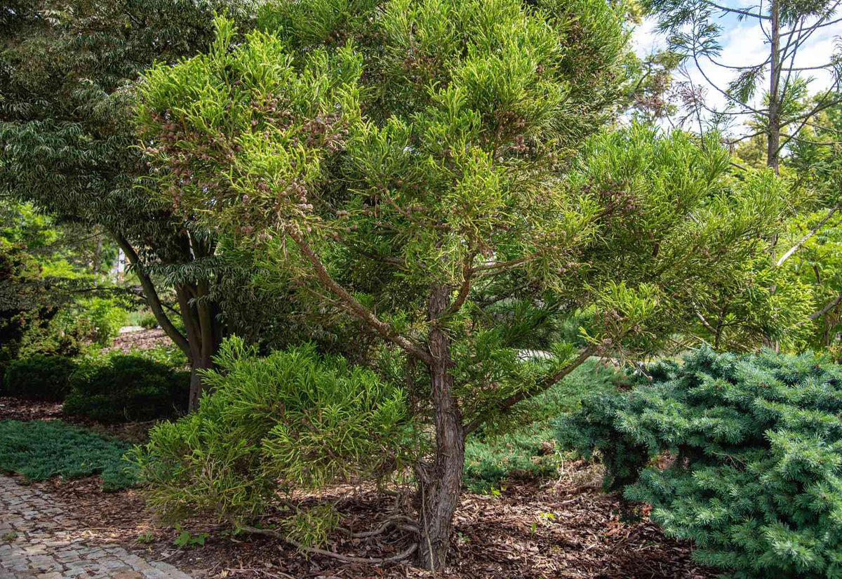 Japanese Cedar