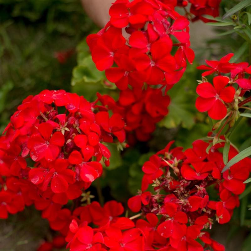 Geraniums