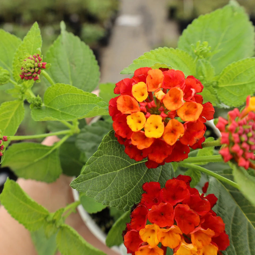 Lantana