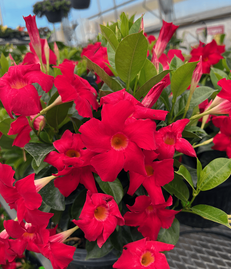 Mandevilla