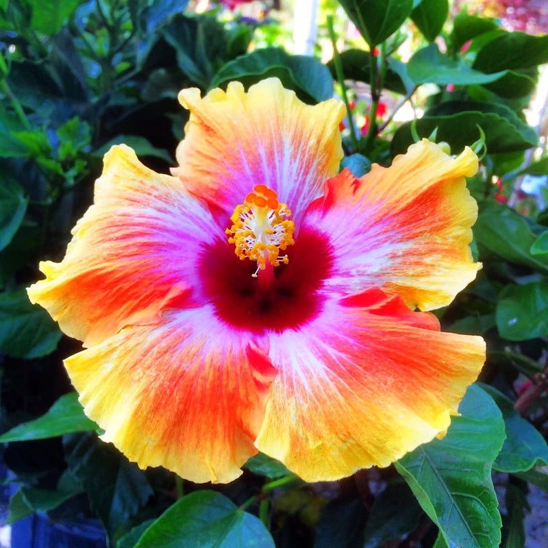  riverside nursery hibiscus