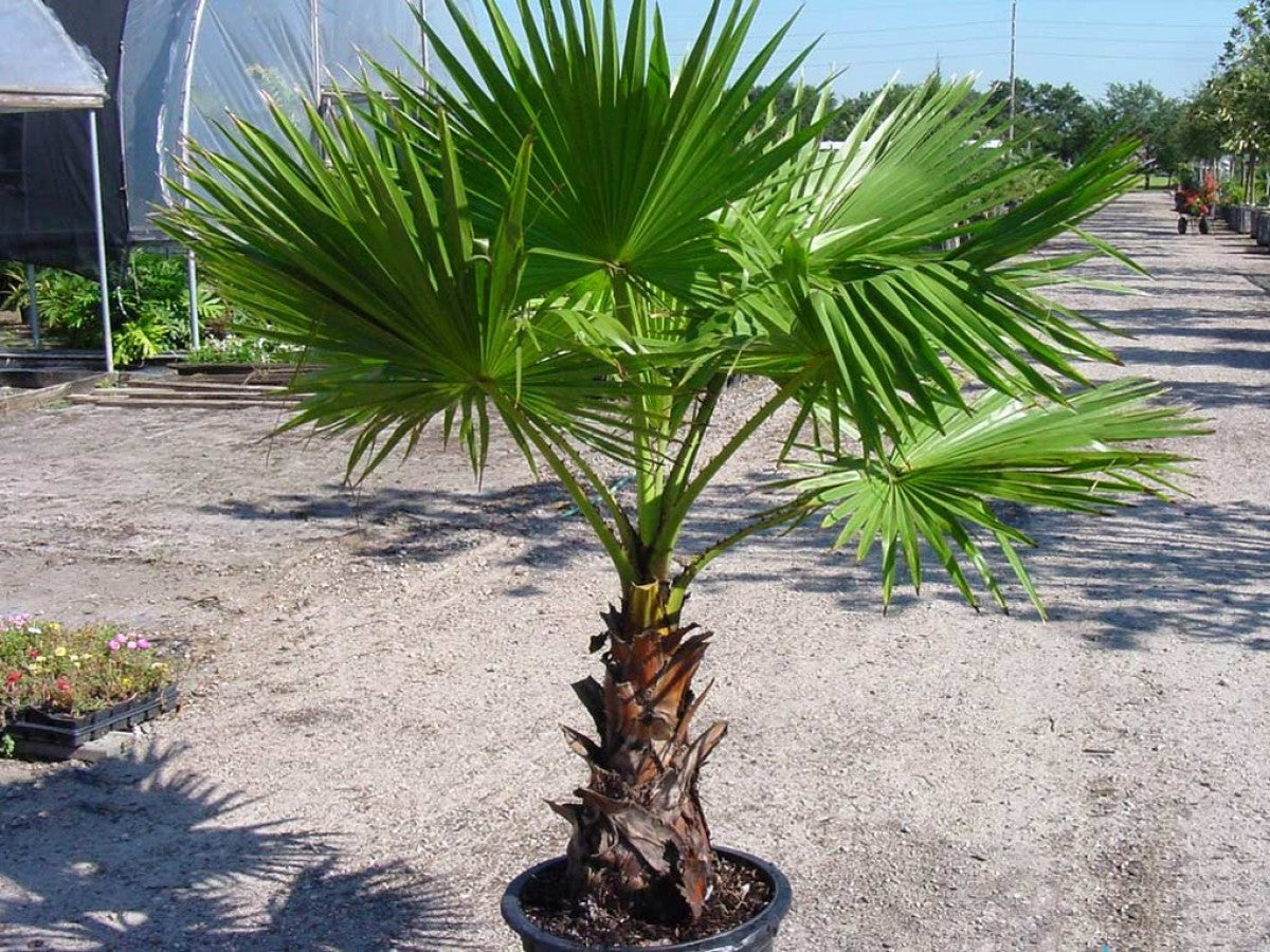 Fan Palm